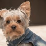 These 5 Things Will Make Your Dog Cloth Shopping Easy