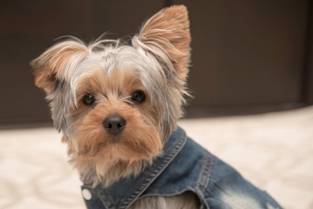 These 5 Things Will Make Your Dog Cloth Shopping Easy