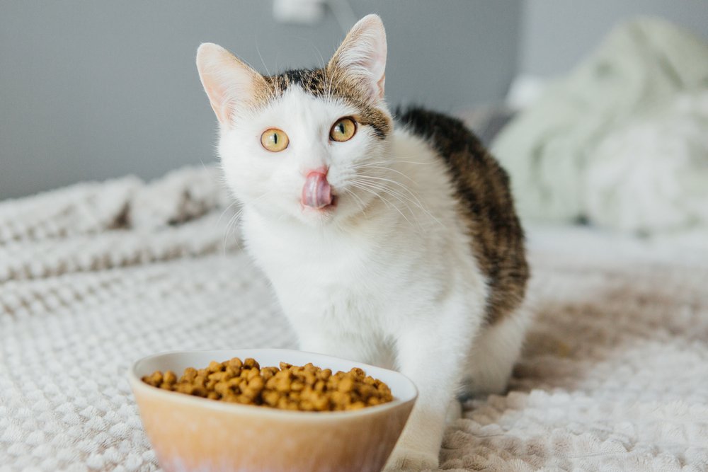 The Surprising Reason Why Your Cat Won’t Eat Wet Food