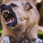 How To Choose The Best Dog Bite Injury Lawyer For Your Case on newsworthyblog