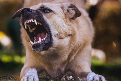 How To Choose The Best Dog Bite Injury Lawyer For Your Case on newsworthyblog