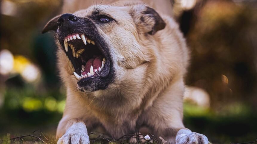 How To Choose The Best Dog Bite Injury Lawyer For Your Case on newsworthyblog