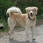 How Can Dog Bite Attorneys Ensure You Receive Fair Compensation For Injuries on newsworthyblog