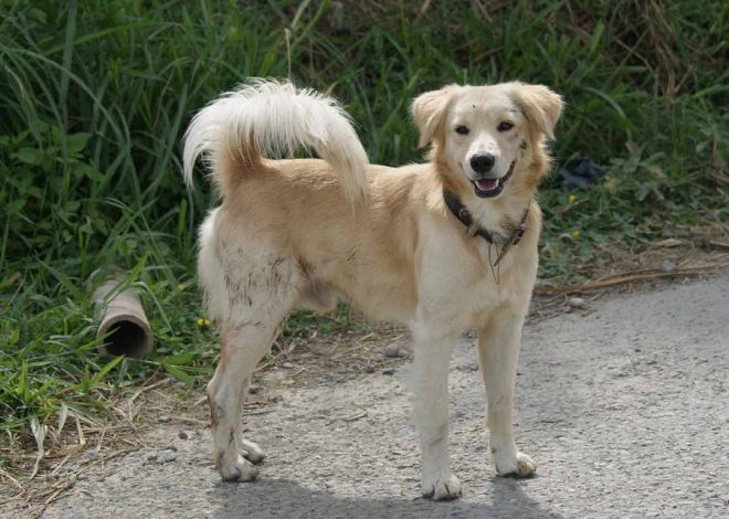 How Can Dog Bite Attorneys Ensure You Receive Fair Compensation For Injuries?