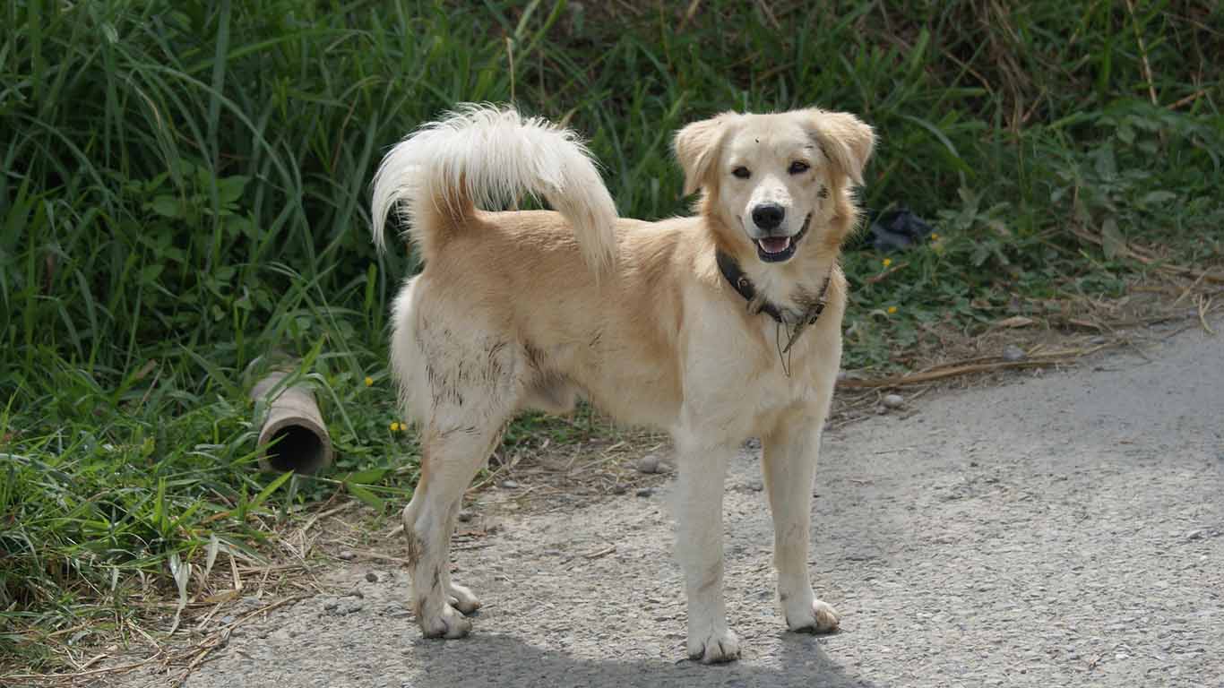 How Can Dog Bite Attorneys Ensure You Receive Fair Compensation For Injuries?