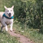 How Can Dog Bite Attorneys Help You Handle Liability Issues After An Animal Attack on newsworthyblog