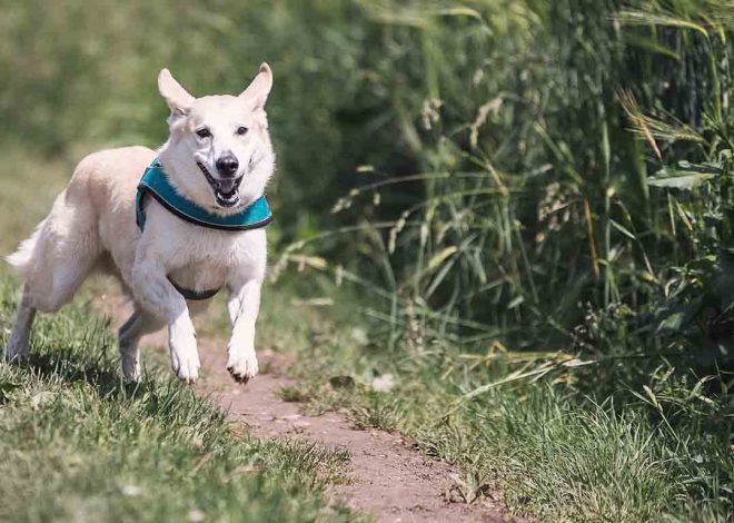 How Can Dog Bite Attorneys Help You Handle Liability Issues After An Animal Attack?