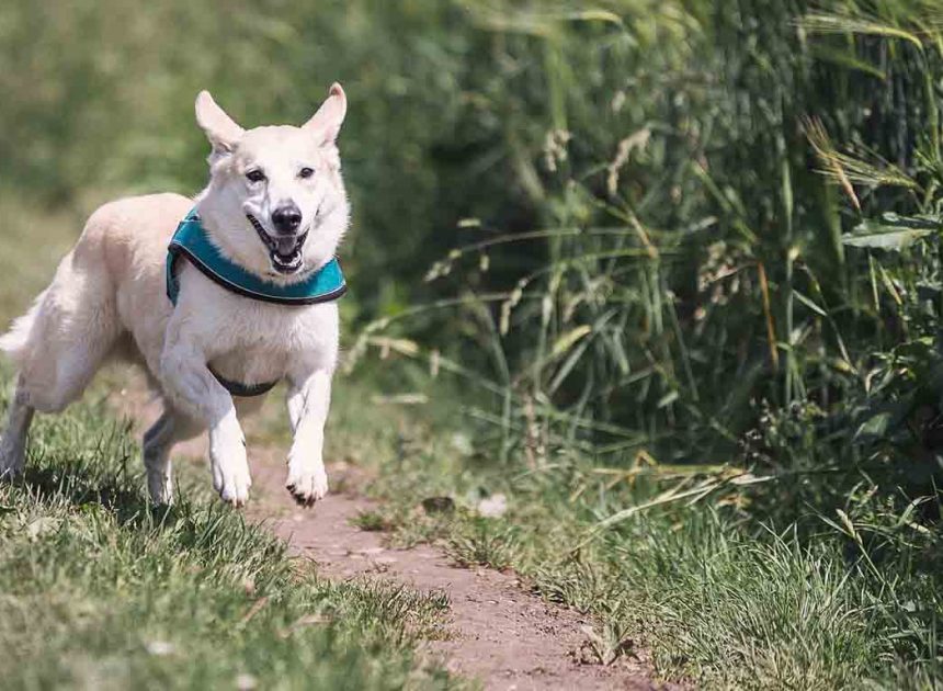 How Can Dog Bite Attorneys Help You Handle Liability Issues After An Animal Attack?